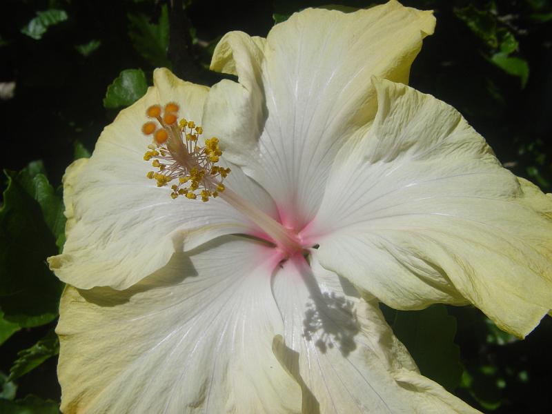 hibiscus 004.jpg